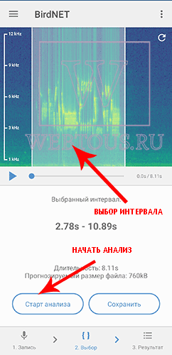 Как распознать птицу по голосу или фото? Бесплатные онлайн определители